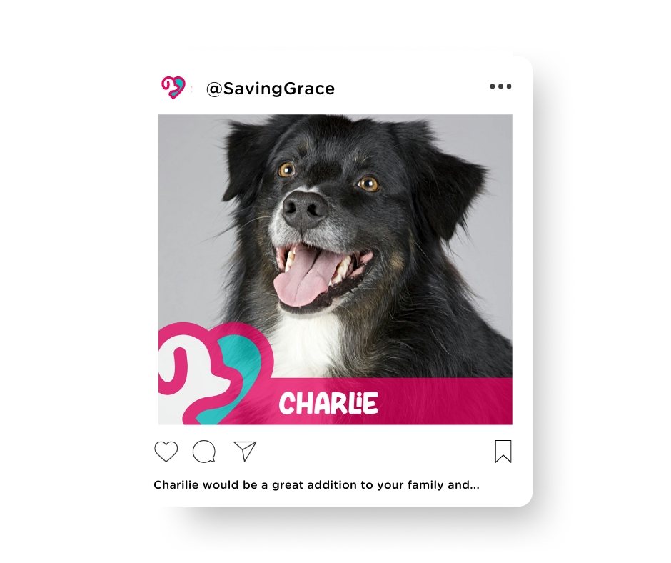 A mockup of Saving Grace campaign posts shown in an Instagram layout.